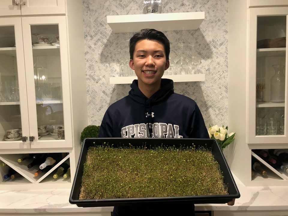 Student Farmers - Aaron Tang with the first signs of microgreen photosynthesis