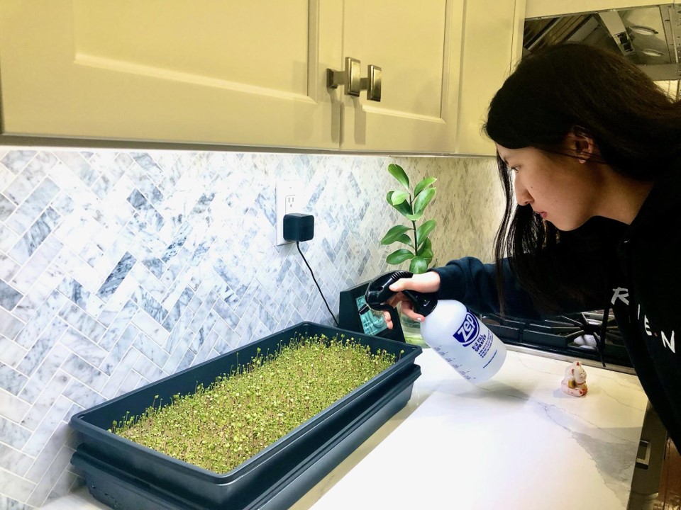 Student Farmers -Ashley Tang keeping the microgreens hydrated